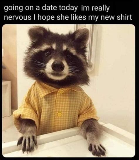 meme raccoon|cute raccoon memes.